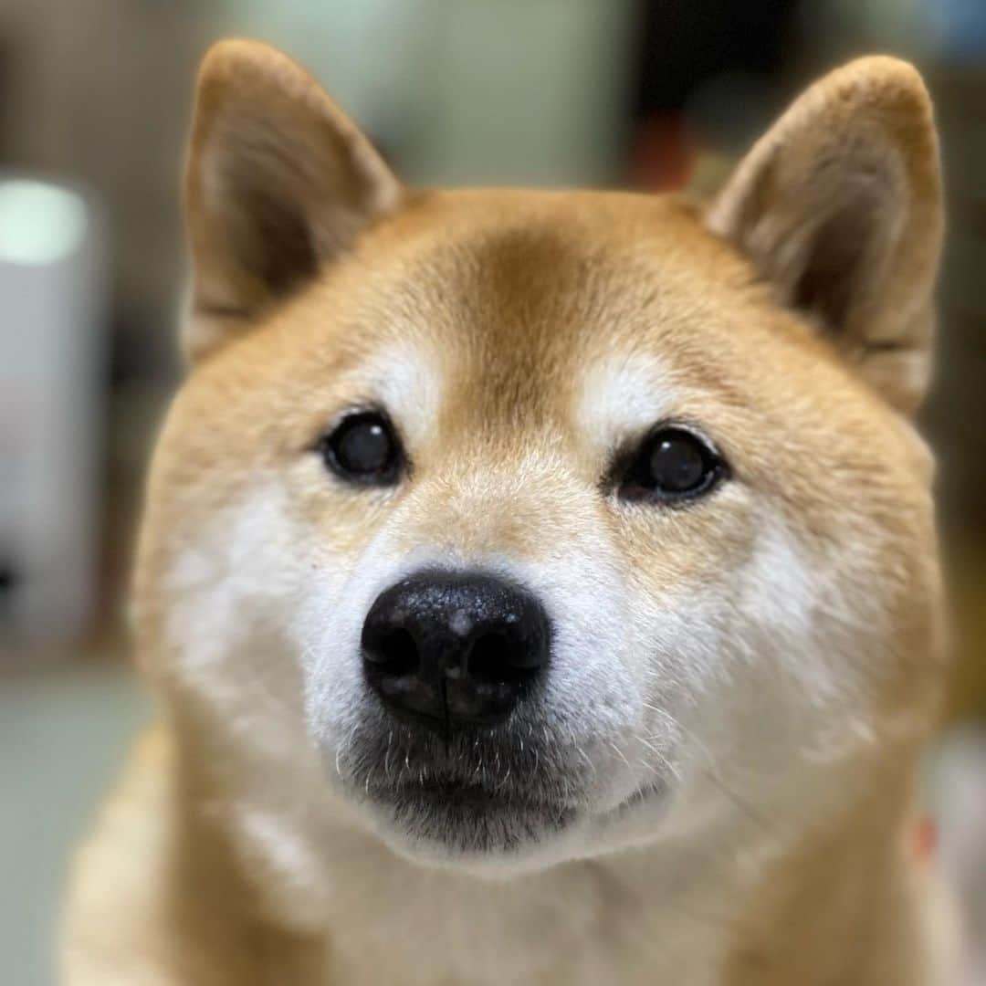 まる（まるたろう）さんのインスタグラム写真 - (まる（まるたろう）Instagram)「I’m ready for a snack. ✨🐶☺️✨パパ、ママがお風呂入ってる隙に小腹減ったから、オヤツちょうだい #あそこの戸棚にはいってるやつ #大丈夫ナイショにしといてあげるから #じぇったいバレない #柴犬嘘つかない #ほら #はよ」1月26日 20時37分 - marutaro