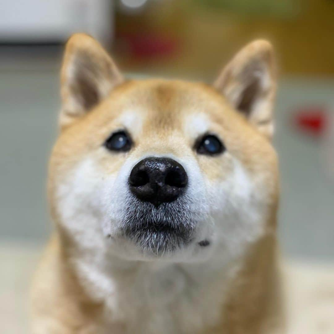 まる（まるたろう）さんのインスタグラム写真 - (まる（まるたろう）Instagram)「I’m ready for a snack. ✨🐶☺️✨パパ、ママがお風呂入ってる隙に小腹減ったから、オヤツちょうだい #あそこの戸棚にはいってるやつ #大丈夫ナイショにしといてあげるから #じぇったいバレない #柴犬嘘つかない #ほら #はよ」1月26日 20時37分 - marutaro