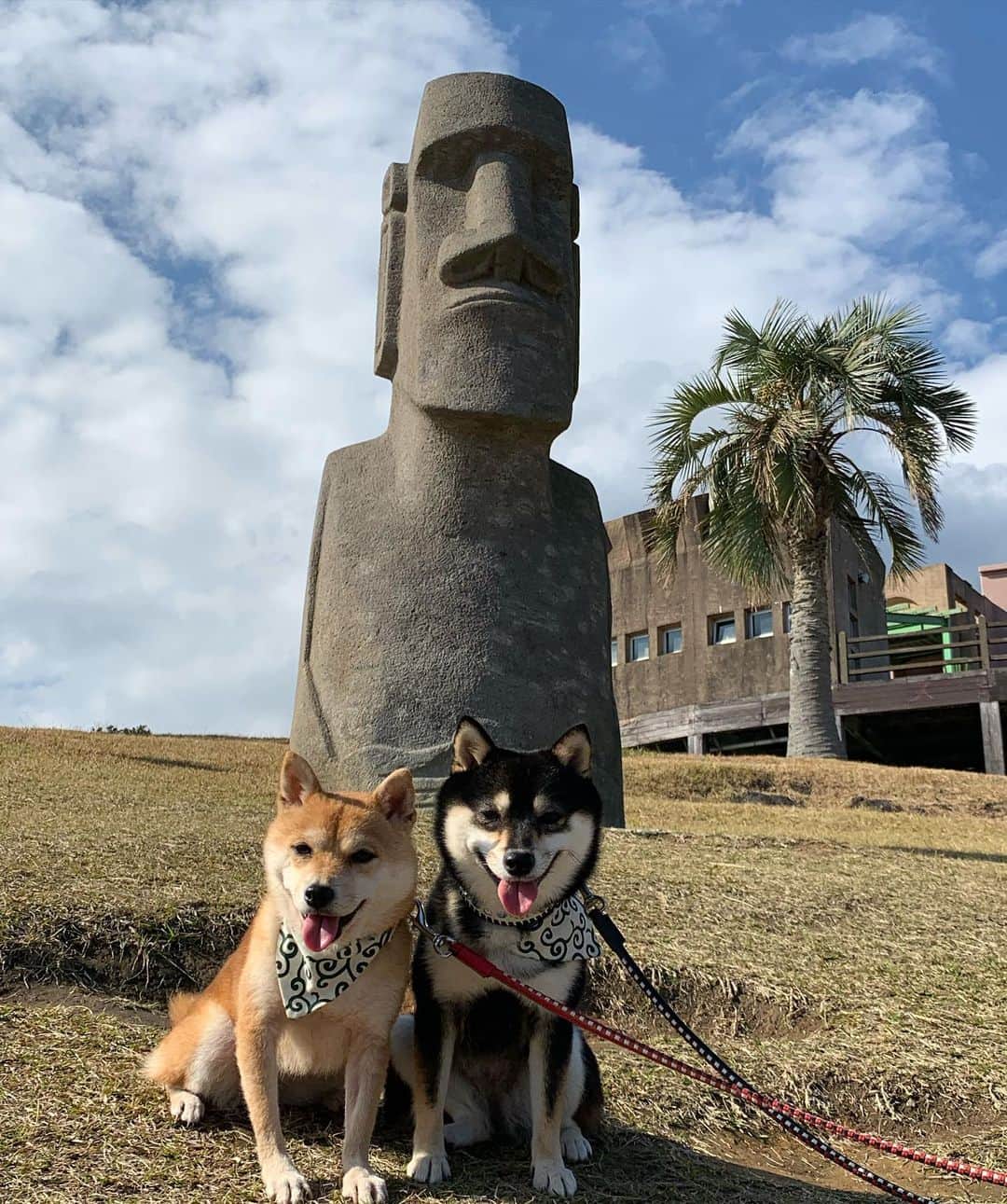 豆柴なつ&ふゆのインスタグラム