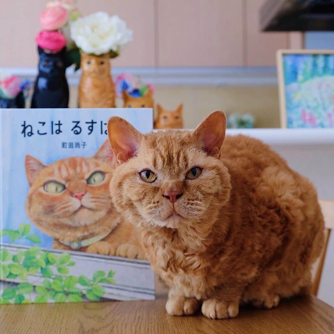 ギネス & ピムスさんのインスタグラム写真 - (ギネス & ピムスInstagram)「26/01/2021 Happy Tuesday! ・ Nagi’s favourite picture book about cats is "Rusuban The Cat". The main character of this book is just like Pimms. Nagi always thinks this cat is Pimm's brother. 😂 Have a fantastic day everyone! ・ ・ ストーリーでも 何度かアップしてたのですが 凪ねこが大好きな絵本 #ねこはるすばん の主人公の猫が ピム丸にそっくり😂 凪ねこもピム丸だと思っていて、 見るたびにピムだと言う。笑 動画の前半は数ヶ月前なので ピムがピプになっている。 ついでに1番好きなシーンは 動画後半に載せた 「カッキーーーン⚾︎」だそうです😂 #町田尚子 さんの猫絵本は どれも大好きです♫ 他にもオススメの絵本があったら 教えて下さい！ ・ ・ #絵本#絵本のある暮らし  #ギネピムと凪くん  #2yearsold #2歳 #2歳1ヶ月」1月26日 20時59分 - rina_takei