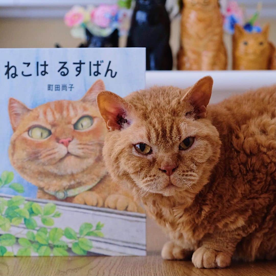 ギネス & ピムスさんのインスタグラム写真 - (ギネス & ピムスInstagram)「26/01/2021 Happy Tuesday! ・ Nagi’s favourite picture book about cats is "Rusuban The Cat". The main character of this book is just like Pimms. Nagi always thinks this cat is Pimm's brother. 😂 Have a fantastic day everyone! ・ ・ ストーリーでも 何度かアップしてたのですが 凪ねこが大好きな絵本 #ねこはるすばん の主人公の猫が ピム丸にそっくり😂 凪ねこもピム丸だと思っていて、 見るたびにピムだと言う。笑 動画の前半は数ヶ月前なので ピムがピプになっている。 ついでに1番好きなシーンは 動画後半に載せた 「カッキーーーン⚾︎」だそうです😂 #町田尚子 さんの猫絵本は どれも大好きです♫ 他にもオススメの絵本があったら 教えて下さい！ ・ ・ #絵本#絵本のある暮らし  #ギネピムと凪くん  #2yearsold #2歳 #2歳1ヶ月」1月26日 20時59分 - rina_takei