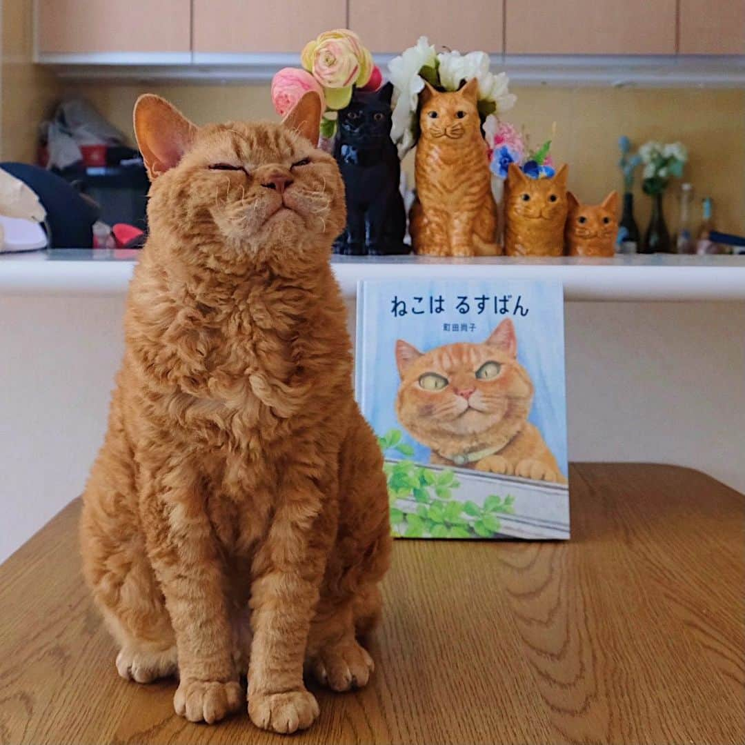 ギネス & ピムスさんのインスタグラム写真 - (ギネス & ピムスInstagram)「26/01/2021 Happy Tuesday! ・ Nagi’s favourite picture book about cats is "Rusuban The Cat". The main character of this book is just like Pimms. Nagi always thinks this cat is Pimm's brother. 😂 Have a fantastic day everyone! ・ ・ ストーリーでも 何度かアップしてたのですが 凪ねこが大好きな絵本 #ねこはるすばん の主人公の猫が ピム丸にそっくり😂 凪ねこもピム丸だと思っていて、 見るたびにピムだと言う。笑 動画の前半は数ヶ月前なので ピムがピプになっている。 ついでに1番好きなシーンは 動画後半に載せた 「カッキーーーン⚾︎」だそうです😂 #町田尚子 さんの猫絵本は どれも大好きです♫ 他にもオススメの絵本があったら 教えて下さい！ ・ ・ #絵本#絵本のある暮らし  #ギネピムと凪くん  #2yearsold #2歳 #2歳1ヶ月」1月26日 20時59分 - rina_takei