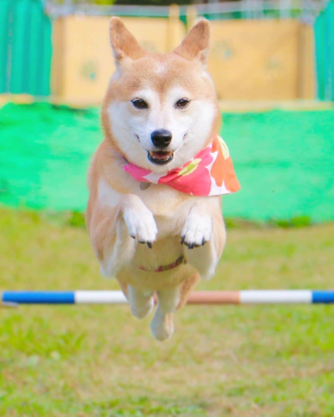 柴犬 けんしろう ゆりあのインスタグラム：「🐕💨  ゆりあへ頂いたお祝いメッセージ 飛んでるゆりあが好きっていう方が たくさんいらっしゃったので 今夜はこちらをpostしますね〜♡  お世話係がすぐ睡魔に襲われるから お返事がのろまな亀でごめんね🐢ゆりあ . . #元保護犬 #保護犬を家族に」