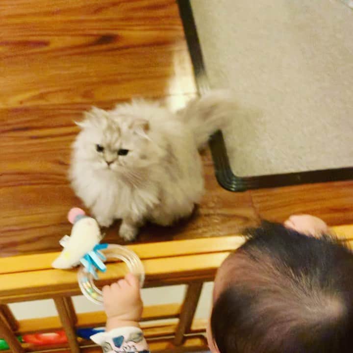 のインスタグラム：「#babyandcat #赤ちゃんと猫 #仲良し」