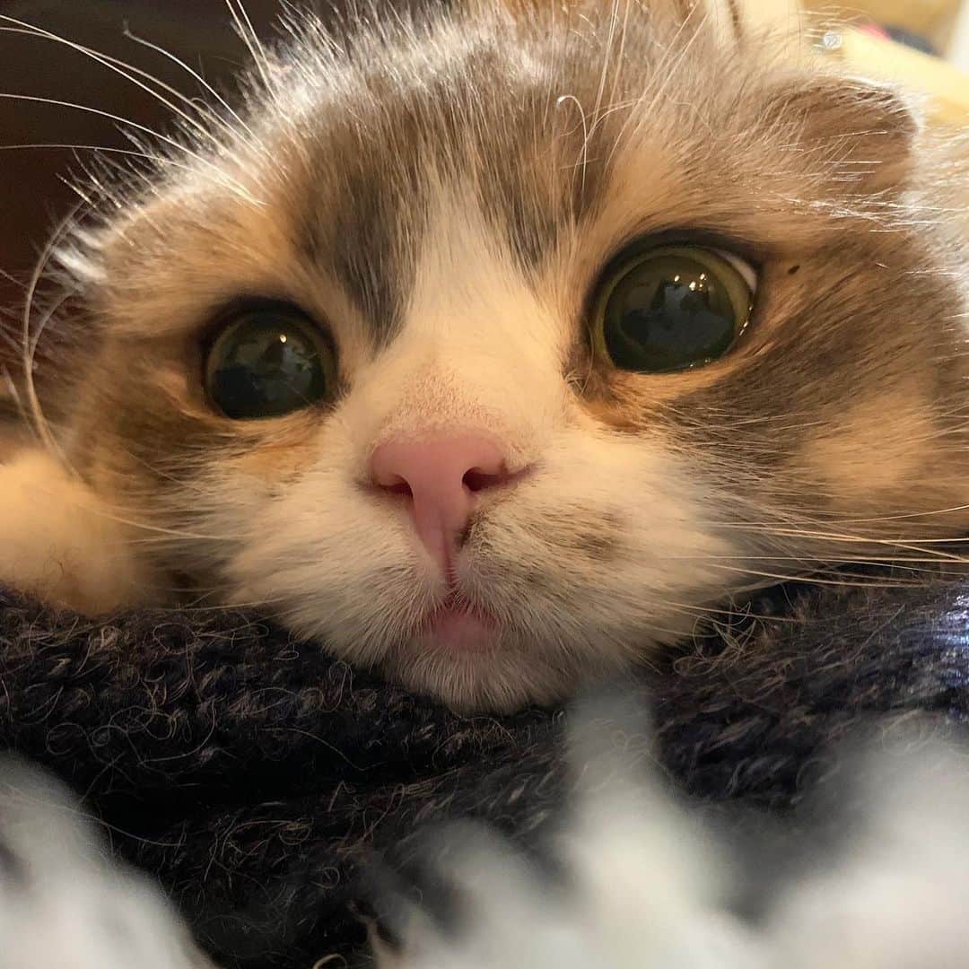 こま♔そらのインスタグラム：「そら sora🐾　2021.1.26 . 子猫ちゃん⁈😍❤️💕 . . #peco #ペコねこ部 #スコティッシュフォールド #scottishfold#neko#cute#cat#ねこ#猫 #ネコ#meow #catstagram#catsofinstagram #instagram #cats_of_instagram #kitty  #もふもふ #kawaii #adorable #fllufycat #bestmeow #bestcats_oftheworld」