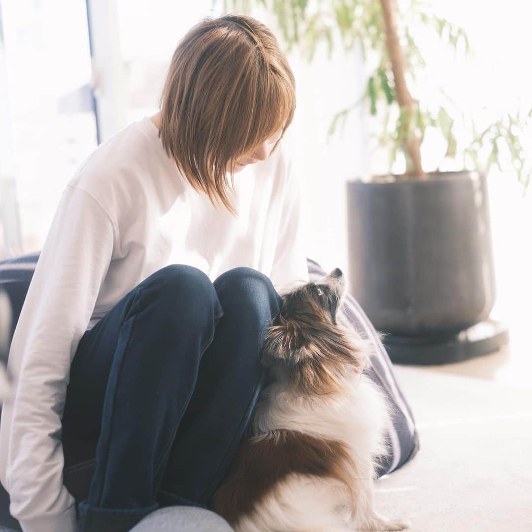 sorayuchiのインスタグラム：「・ 先日パピヨンのソラが余命宣告されました。  余命3ヶ月といわれ、セカンドオピニオンに行ったらもっと悪化していて、後数日かもしれないと言われました。  まだ先日10歳になったばかりです。  病名は、腎不全、腎臓腫瘍(ガン)、膵炎、多血症。末期までなかなか症状が出ず、すでに発見された時には手遅れがほとんどとのことでした。  ソラも年明けにごはんあまり食べないなぁ、下痢気味だなぁ。という程度で病院に連れて行きました。  15日に病院に連れていき、20日に血尿。25日に余命宣告でした。  ごはん食べないのと血尿以外はいつもと変わらずこんなに元気なのに。  残されたソラとの大切な時間。 ソラが大好きだったたくさんの人たちに会わせてあげたいと思い、公表することにしました。  Instagramで出会ったたくさんの人にもたくさん可愛がってもらい、遊んでもらって。  実際にお会いしたことのない方にも、ソラマメの投稿をいつも楽しみにしてると言ってくださる方もたくさんいて。本当にソラは幸せものだなと改めて思いました😊  もしソラに会いに来てくださる方がいらっしゃいましたらコロナ禍ではありますがご連絡頂けると嬉しいです😊」