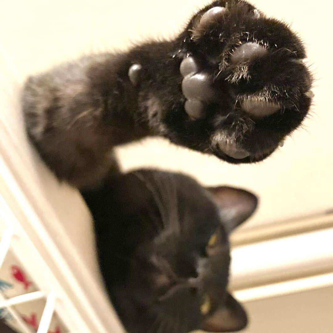 しおやてるこのインスタグラム：「ふっくらと炊き上がった黒豆🐾 #黒猫 #肉球」
