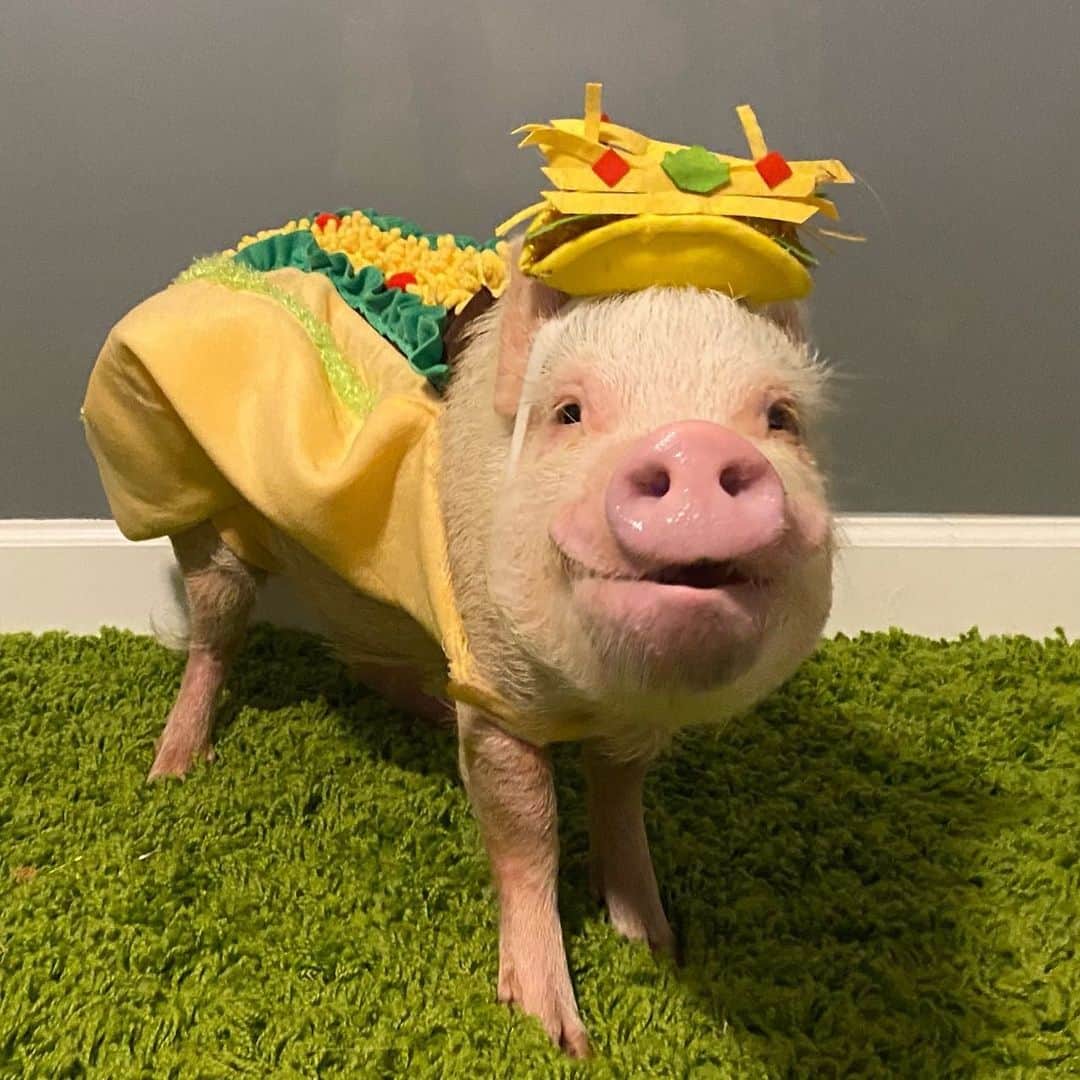 Priscilla and Poppletonさんのインスタグラム写真 - (Priscilla and PoppletonInstagram)「Can we taco ‘bout how specTACOlar this veggie taco looks. Happy #TacoTuesday from Penn!🐷🌮#taco #veggietacos #pigsarefriendsnotfood #PiggyPenn #PrissyandPop」1月26日 22時13分 - prissy_pig