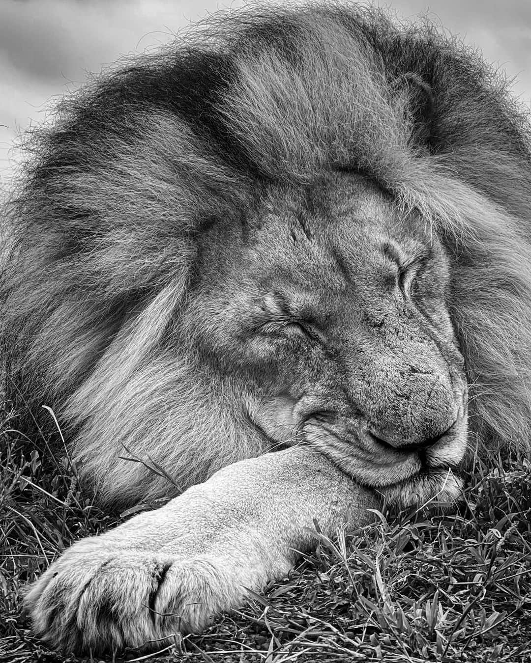 Kevin Richardson LionWhisperer のインスタグラム