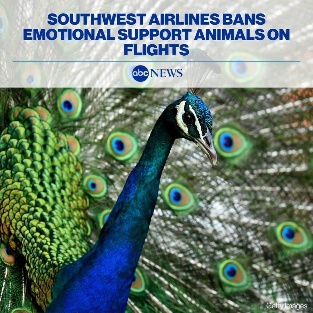 ABC Newsさんのインスタグラム写真 - (ABC NewsInstagram)「Southwest Airlines bans emotional support animals on flights, only trained service dogs are allowed. MORE AT LINK IN BIO.⁠」1月26日 22時21分 - abcnews