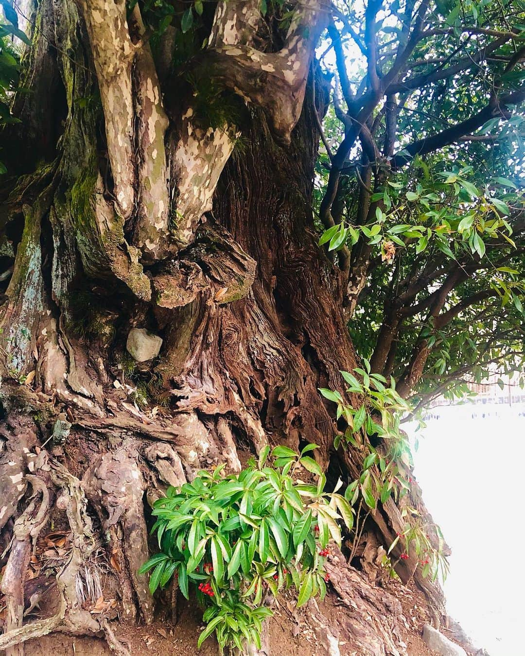 辻村勇太さんのインスタグラム写真 - (辻村勇太Instagram)「濃厚な良き時間を過ごせました！ 色、匂い、温度、時、音、色んな物を感じ取る事ができた。  とても楽しかっだぁ とても美しがっだぁ  随時随感。」1月26日 22時22分 - yuuta.tsujimura