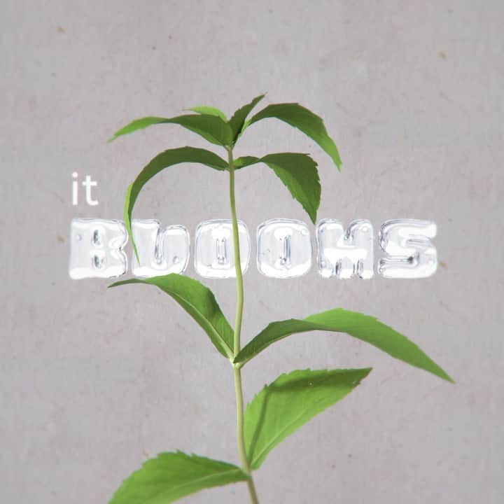 デシグアルのインスタグラム：「And now look at how it blooms! No paper and more oxygen for a better world. #LoveTheWorld」