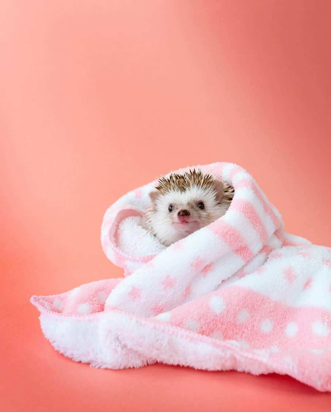 ダーシーのインスタグラム：「Hey hogs, keep warm, eat worms and stay healthy🦔🐛🌞💚✨  しばらく寒暖差が大きい日が続くので、ケージの温度管理には特に気をつけないとですね☝🏻 ケージから出すときも、部屋の温度をしっかり上げています🌞✨  ちなみに塚本は本日も顔にたくさん注射を打ってきましたが、おかげさまでだいぶ良くなってきました🥺🙏🏻 皆さん、飼主の健康管理にも気をつけましょ〜👍🏻✨」