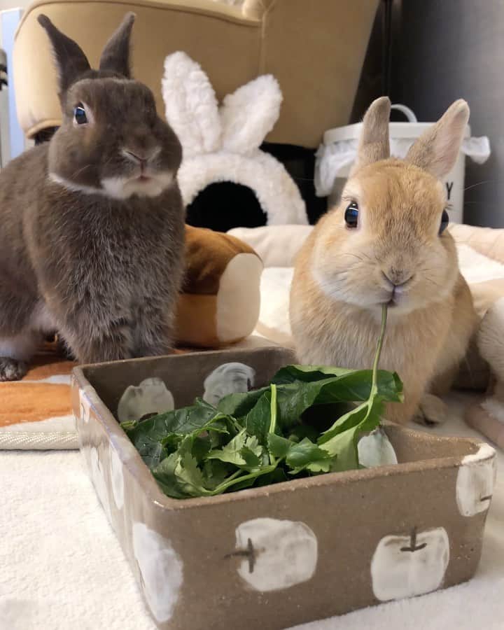 yun.ゆんのインスタグラム：「march.lemon🐻🍋 いい音で食でてましゅよ〜🎵 パクチー、小松菜サラダ🥗 . でも、レモン🍋 ボーーーっと食べてるね。😁 . TVの音入ってますが、かなりの確率で入っている（気持ち悪い）わたしの声が入ってなかったので、音声入りです。🌱🌿 . . . . にこちゃんママのチモシーフィーダー。✨ コットンがチモシー狙うので😅 いつもサラダ入れになってます。🍏😋🥗 @micafe26  ♪ ♪ ♪  #うさぎ#ウサギ#ネザーランドドワーフ#ZIP写真部#レモン#ふわもこ部#マーチ#多頭飼い #rabbits#rabbitsofinstagram #rabbitstagram #petstagram #march#instapet#cutepetclub #instarabbit #bunnies #bunnylove #lapin #pecotv #WeeklyFluff #lemon #netherlanddwarf #dailyflufffeature#pecotv」