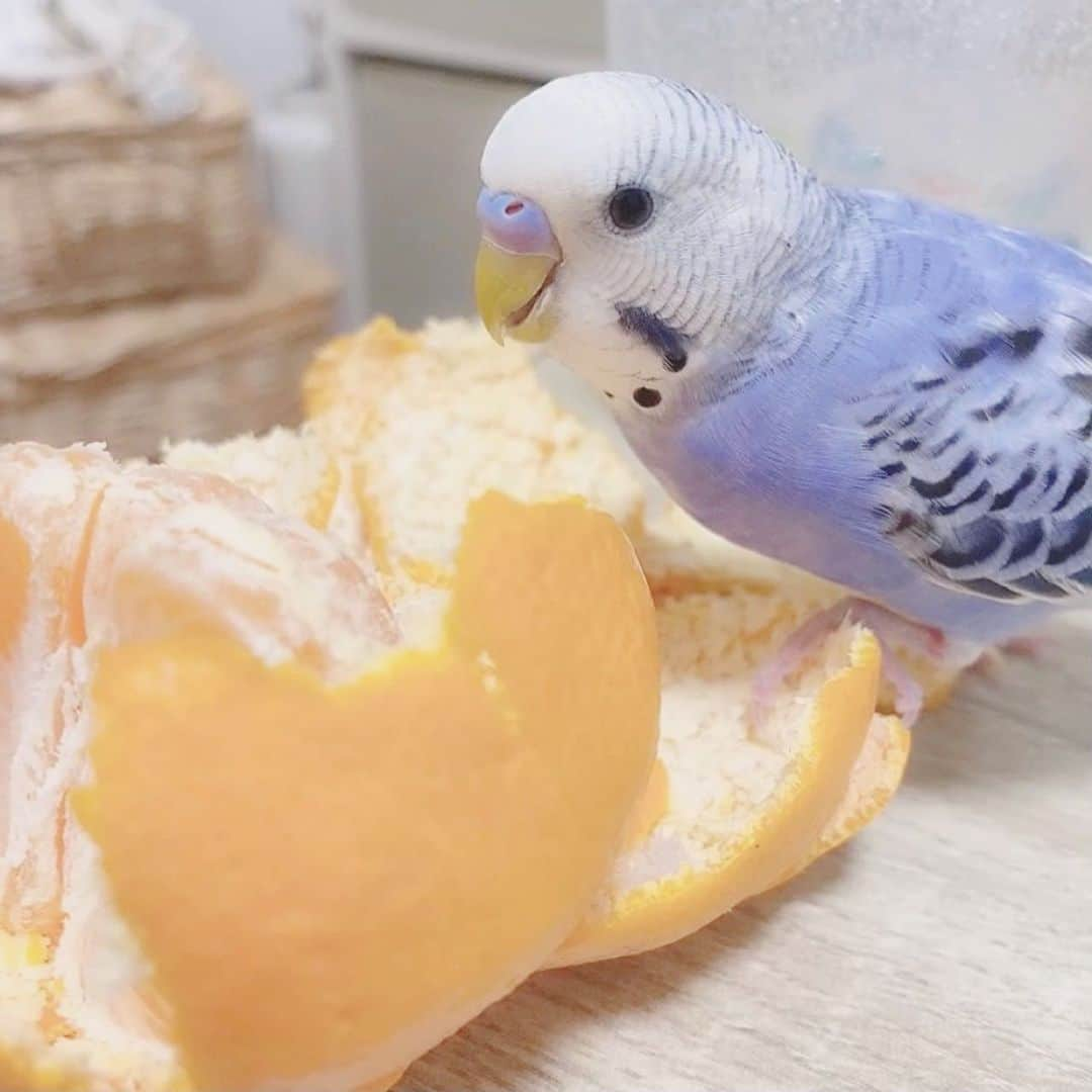 江嶋綾恵梨さんのインスタグラム写真 - (江嶋綾恵梨Instagram)「🦜🍊 #インコのいる生活 #セキセイインコ #インコスタグラム」1月26日 22時42分 - aeringoooo