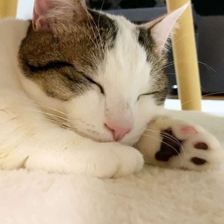 ひのき猫さんのインスタグラム写真 - (ひのき猫Instagram)「おネム💤  おやすみなさい🌙」1月26日 22時48分 - hinoki.cute.kitten