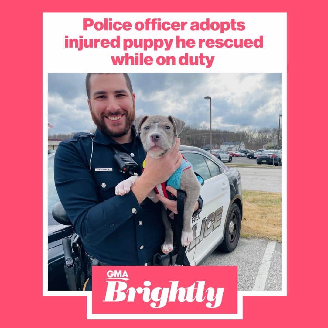 Good Morning Americaさんのインスタグラム写真 - (Good Morning AmericaInstagram)「A New Jersey policeman has adopted a 14-week-old pit bull he and his fellow officers rescued earlier this month! Link in bio to find out the pup's paw-fect new name and forever home. 🐶 (via @gmabrightly)⁠ ⁠」1月26日 23時01分 - goodmorningamerica