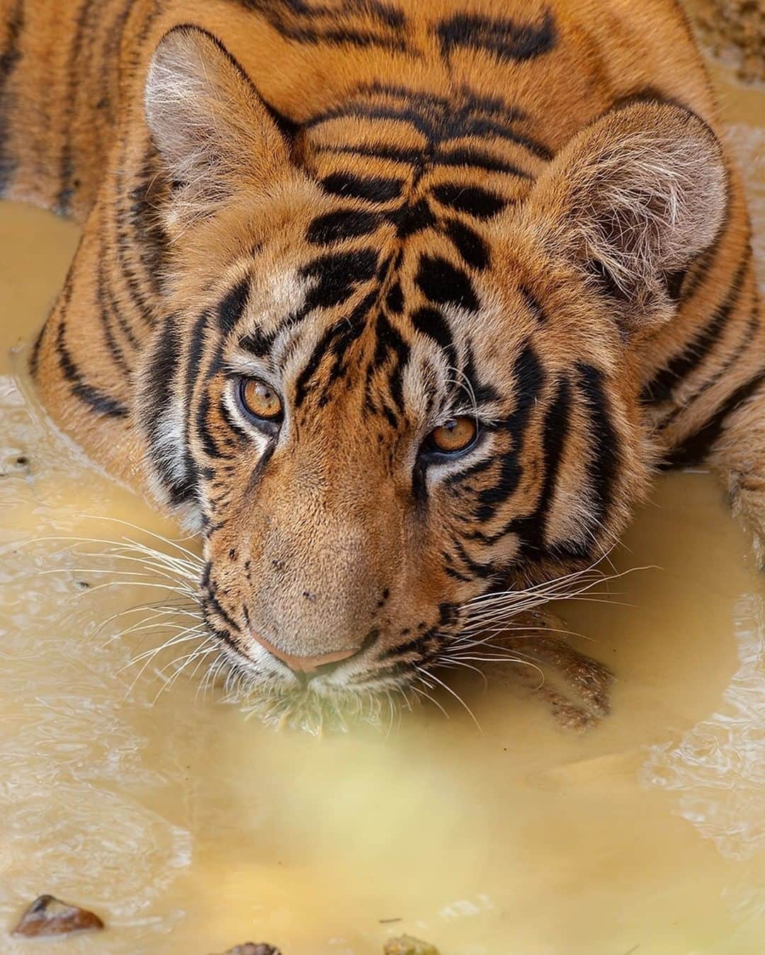 Discoveryさんのインスタグラム写真 - (DiscoveryInstagram)「A tiger cooling off. #TigerTuesday  Photo + Caption: Ankit Bansod (@ankit.bansod13)  #tigers #bigcatsofinstagram #projectcat #catlovers #wildlife_perfection #naturephotography #hyrdrated」1月26日 23時09分 - discovery