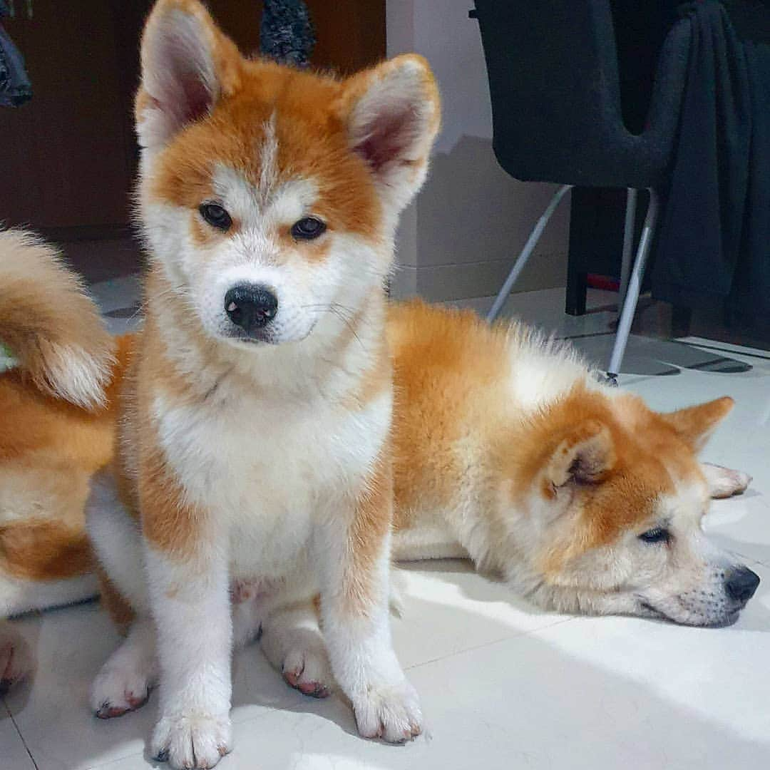 INA. CH KAITO VON JAH SUEDEのインスタグラム：「Haru son of kato and kato  Taking picture together   . . . . . . . . . . . . #akita#akitafeatures#akita_feature#japaneseakita#dog_features#Hatchiko#love#animal#petoftheday#akitaofinstagram#pet#animal#秋田犬#犬#秋田#日本の秋田#日本犬 #大型犬 #日本語 #子犬 #可愛い #doglover#ワンコ大好き倶楽部公式 #photooftheday#akitagram#instapet#dogstagram#dog#puppy#INSTAKITA」