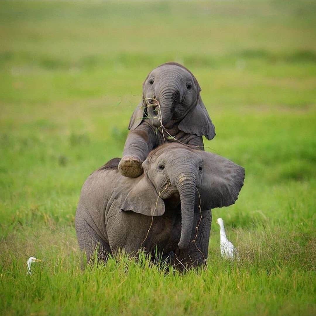 animalsさんのインスタグラム写真 - (animalsInstagram)「These two are so cute 💚 Photo by: @santoshsaligram  TAG someone who loves elephants 🐘」1月26日 23時50分 - babyanmlpics
