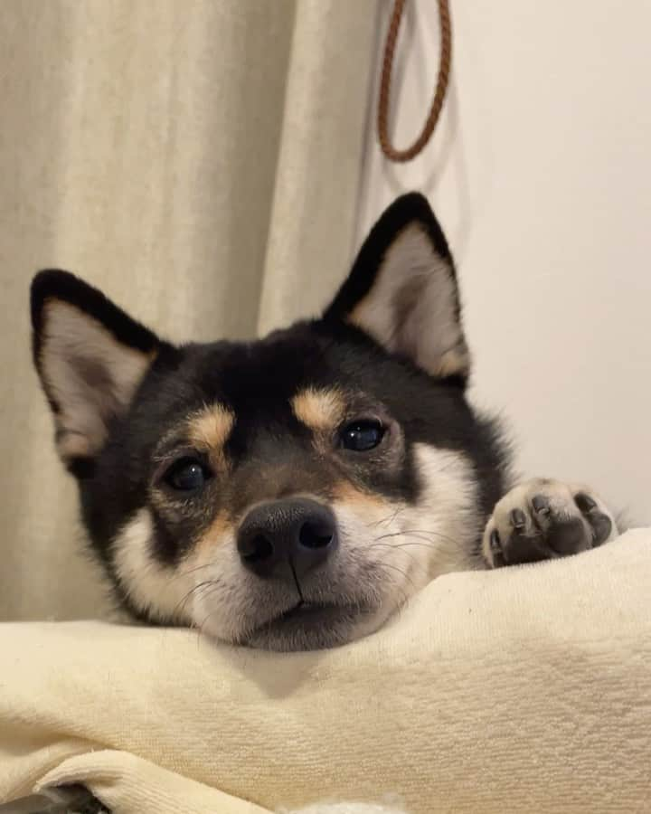 まめ丸のインスタグラム：「* * ネムネム… おやすみなさーい🐶💓 * 『料理中の飼い主をどうしても遊びに誘い出したいまめ丸』 『小顔ローラーつかってみた』 公式LINEアカウントには蔵出しのものとか長めの動画のせてるよ🐶💓 →  https://lin.ee/gWZ6JBE （ハイライトからもいけるよ） * good night🐶💓 * #ぽすっ 🌬 #まめ丸おねむ * #柴犬#豆柴#柴#黒柴#犬#ふわもこ部#いぬのきもち部#shiba#shibainu#shibastagram#shibadog#puppy#instadog#dogstagram#dog#instashiba#petstagram#pet#cutepetclub#강아지#멍스타그램#doglover#ilovemydog#weeklyfluff#boopthesnoot」