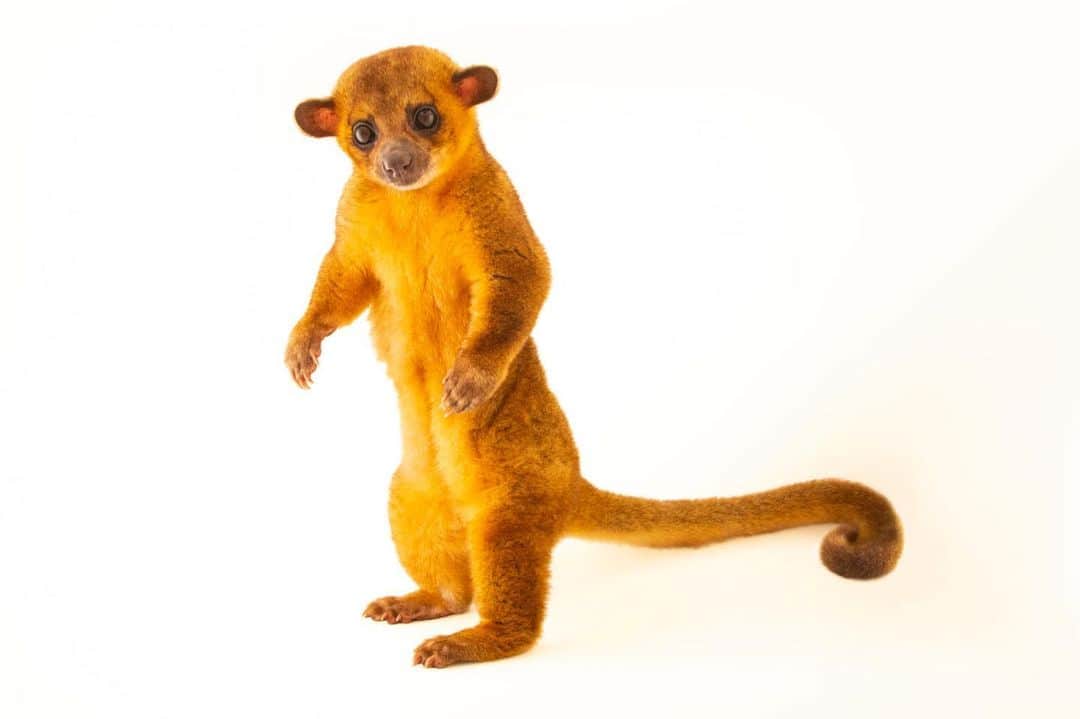 Joel Sartoreさんのインスタグラム写真 - (Joel SartoreInstagram)「Deep in the tropical forests of Central and South America is where you’ll find the home of the kinkajou. While this darling critter may look like a primate with its long tail and big eyes, it is actually related to the raccoon. Spending most of their time in the trees, this species is capable of turning their feet backwards, making it easy to run along branches or up and down tree trunks. While they regularly consume fruit and small mammals, one of their favorite treats is honey, which they obtain by raiding beehives - a habit that has led some to call them honey bears. Photo taken @bioparquedorio. #kinkajou #honeybear #cute #adorable #darling #PhotoArk #savetogether」1月27日 0時01分 - joelsartore