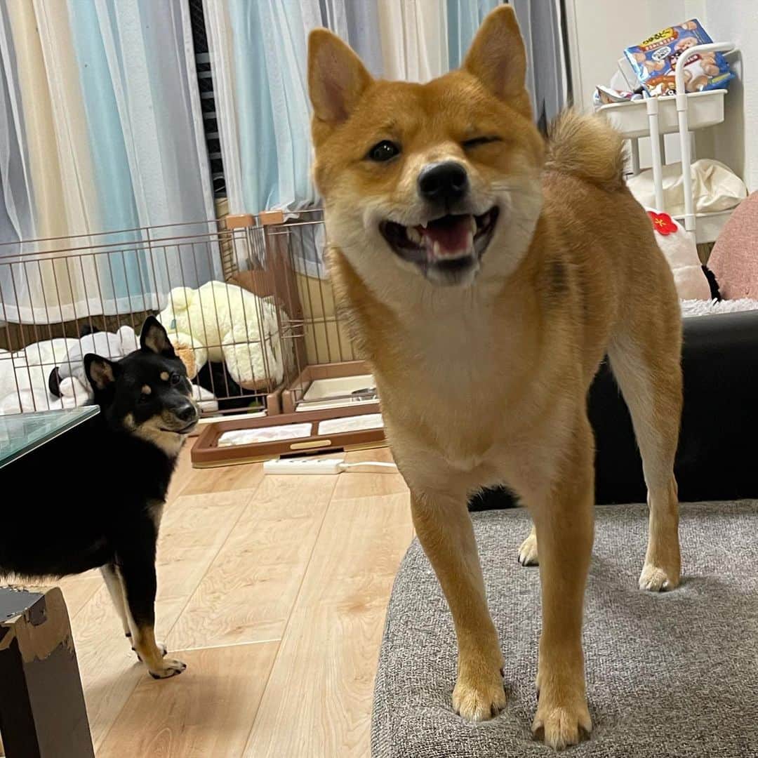 環奈（長沢菜々香の飼い犬）のインスタグラム：「😉  . . .  #豆柴#柴犬#日本犬#黒柴#黒豆柴#まめしば#しばいぬ#しば#しばすたぐらむ #こいぬ #柴  #ここ柴部#柴子犬 #shibalove #mameshiba #kuroshiba #shibainu #shiba #shibadog #shibastagram #shibastyle」