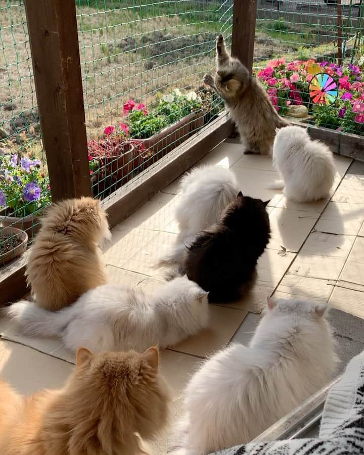 のインスタグラム：「Social media is a toxic place . You post a video of happy you with your happy cats and still someone will criticize, judge, bully and makes you feel a bad person just because you have purebred floofs 😆 . Please let’s just be nice to each other , so many bad things in the world now . Let me and my cats live in peace  Anyway here’s the floofs enjoying the sun after breakfast ❤️   Edited : thanks for all the support. I’ve been trying to ignore negative comments since i decided to post again after almost a year Nd a half of not being on social media because of things like this , social media can sometimes be so depressing Nd stressful. I don’t want to put any drama to anyone ( I’m just having a bad day ) . Let’s just please support each other ❤️ #cat #catstagram #catsoftheday #weeklyfluff」