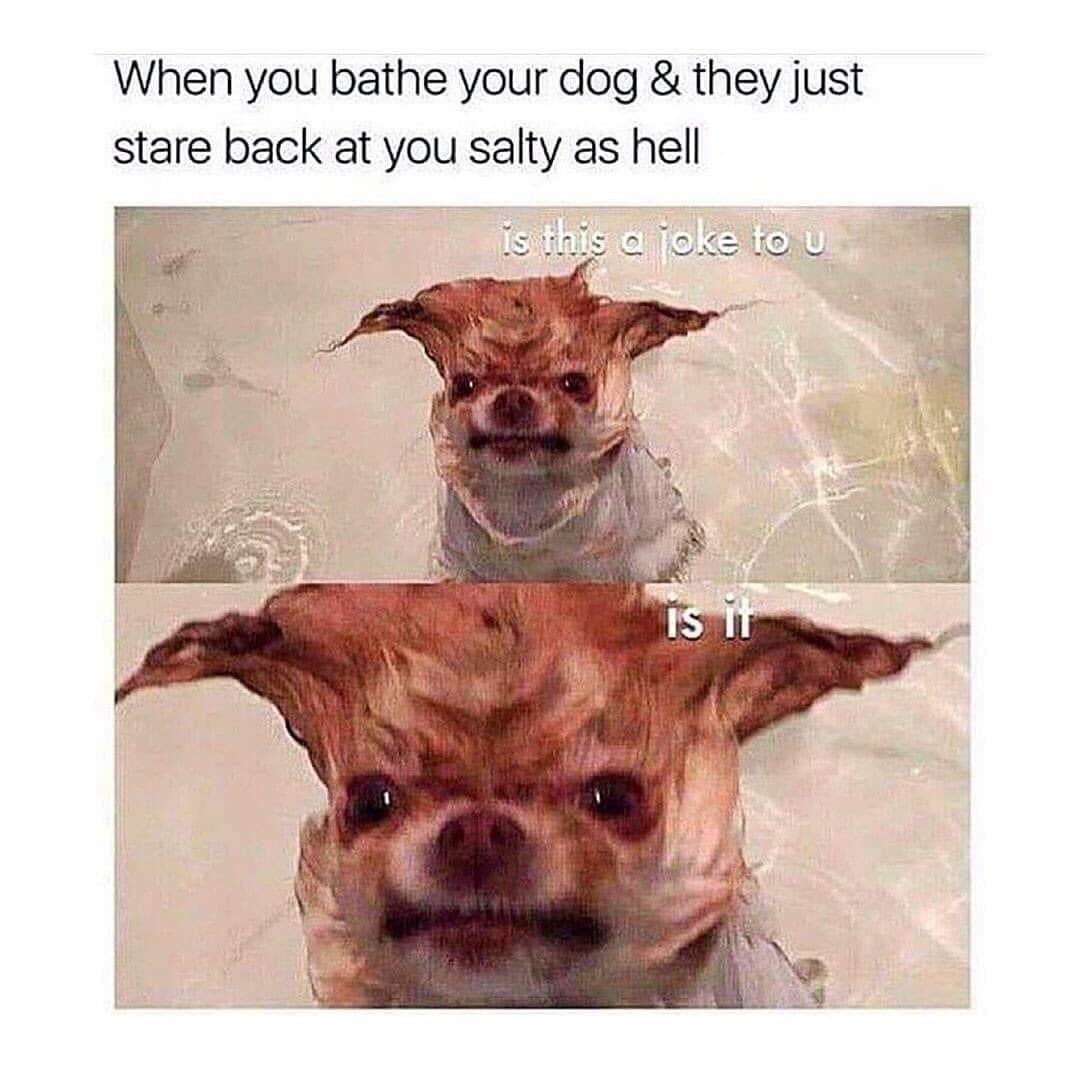 BarkBoxのインスタグラム：「Those eyes are filled with a rage only known by small dogs who can simply be airlifted by their humans into the bath⁠ @miathepom, we love you! And your mom's yoga classes! 😂」
