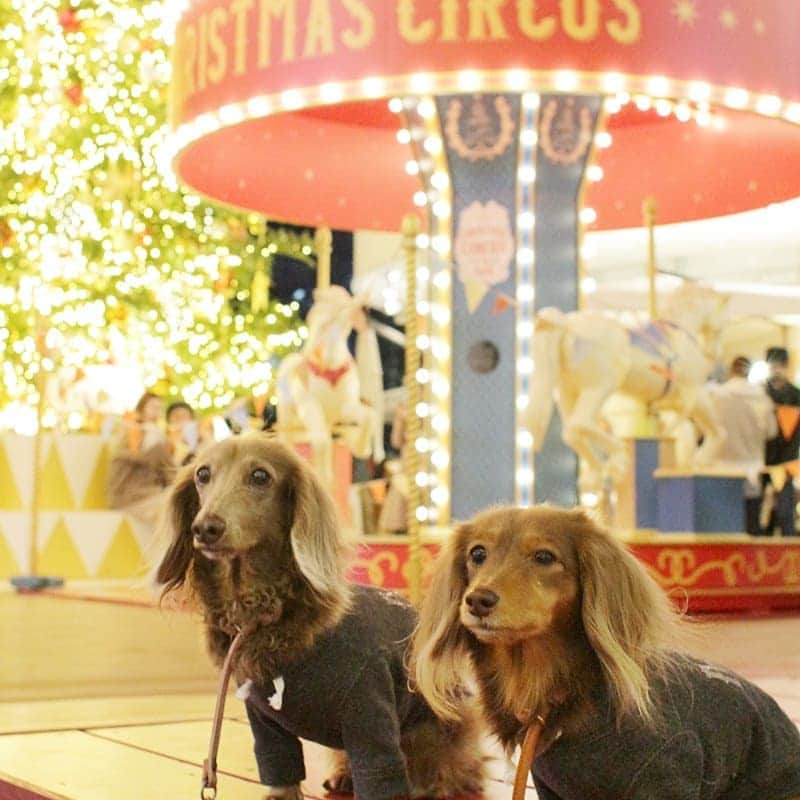 くるみんのインスタグラム：「* 2020年12月27日 ベイクォーターにて 2020年はクリスマスサーカス🎪というテーマ。 メリーゴーランドまであって豪華になってた！  #ミニチュアダックスフンド #ミニチュアダックスフント #ミニチュアダックス #イザベラタン #イザベラ #カニンヘンダックスフント #カニンヘン #カニンヘンダックス #カニンヘンダックスフンドの日常 #カニンヘンの会 #カニンヘンダックスフンド #チョコタンダックスフント #チョコタンダックスフンド #チョコタンダックス #チョコタン #ダックスlove #ダックス多頭飼い #ダックスフント #ダックスフンドカニンヘン #ダックス部 #ダックスフンド #ダックス #ダックス繋がり #いぬばか部 #いぬすたぐらむ #短足部 #all_dog_japan #east_dog_japan #dachshundgram #dachshund  @doggymark_dachshund  @wanko_love_club」