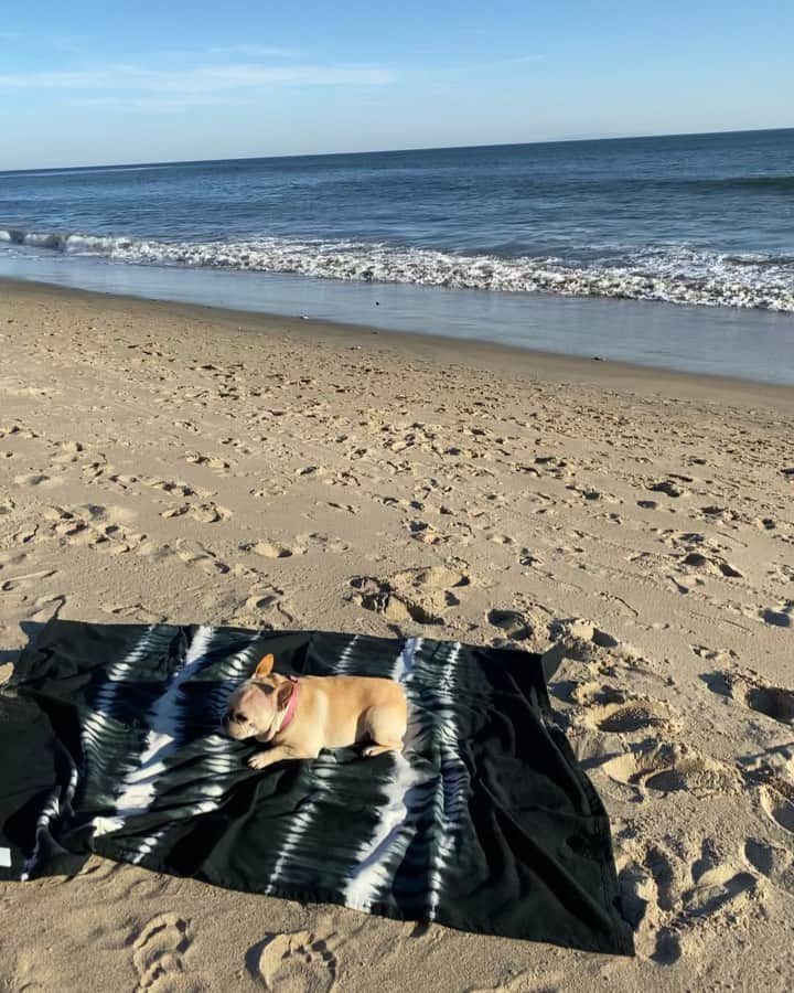 のインスタグラム：「A girl’s best friend」