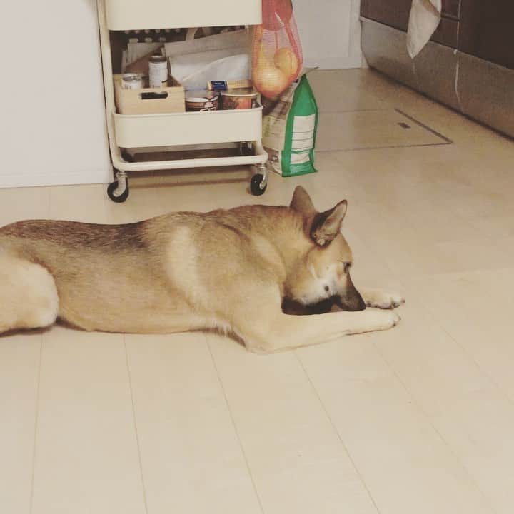 佐々木海のインスタグラム：「たっけーかってーチーズ。 ヨーグルトver.は隠さず食べてくれました😄 よかった😅 でも全部食べる勢いだったので途中で取り上げました😅 取り上げる時、いつもは 「あ………、そうですよね………」って感じで大人しく渡してくれるけど、初めて抵抗して振り切って持っていこうとしました😳 そんなにおいしかったか😄 #犬 #イヌ #イヌスタグラム #いぬすたぐらむ #犬バカ部 #いぬばか部 #ふわもこ部 #いぬら部 #犬のいる暮らし #保護犬 #元野犬 #雑種 #雑種犬 #ビビり犬 #里親 #保護犬を家族に #保護犬を飼おう #殺処分ゼロ #dog #dogs #dogstagram #doglove #doglover #doglovers #doglife #dogslife #rescuedog #rescueddog」