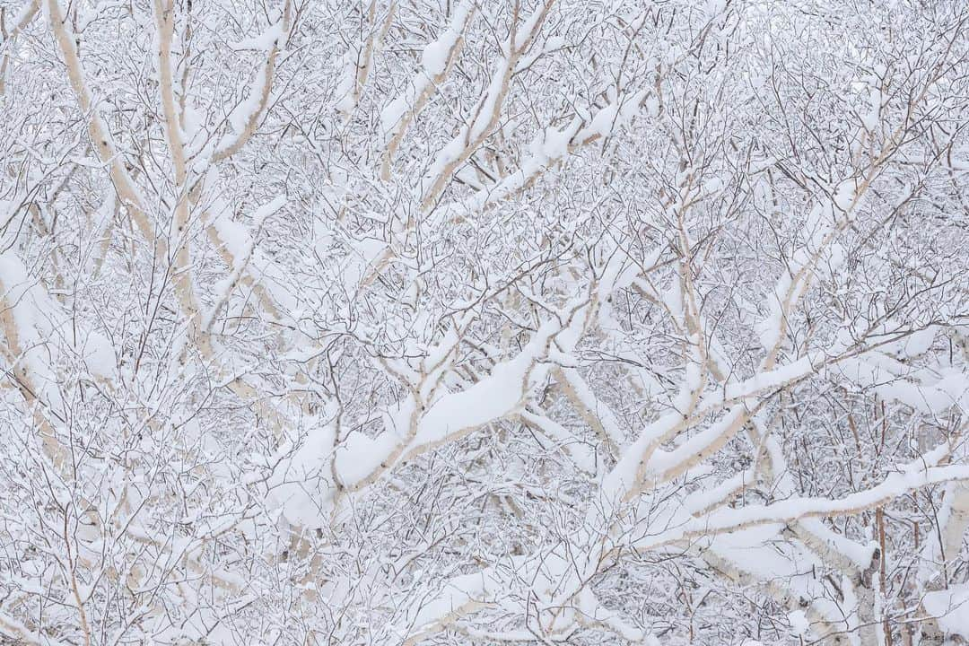 Michael Yamashitaさんのインスタグラム写真 - (Michael YamashitaInstagram)「White on white: An old growth forest of birch buried under a  blanket of snow atop Mount Asahidake, Hokkaido’s highest summit  and one of the worlds snowiest places averaging 45 feet  of powder a season. #asahidake #daisetsuzannationalpark #hokkaido #hokkaidolove #snowcoveredtrees #snowmountain」1月27日 10時15分 - yamashitaphoto