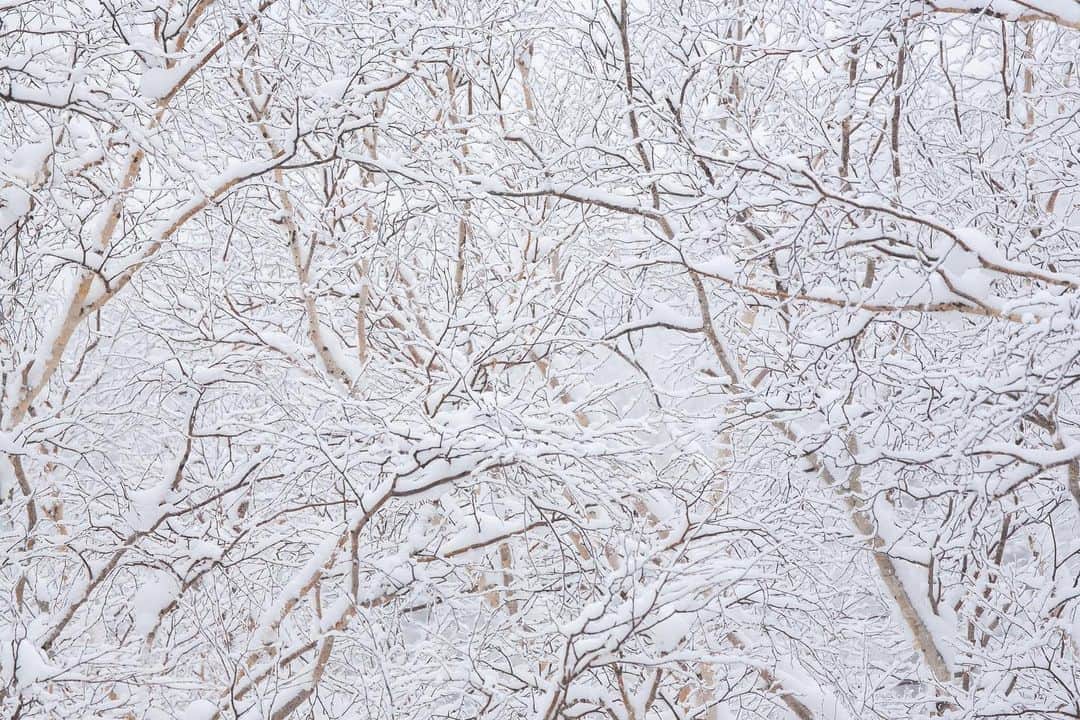 Michael Yamashitaさんのインスタグラム写真 - (Michael YamashitaInstagram)「White on white: An old growth forest of birch buried under a  blanket of snow atop Mount Asahidake, Hokkaido’s highest summit  and one of the worlds snowiest places averaging 45 feet  of powder a season. #asahidake #daisetsuzannationalpark #hokkaido #hokkaidolove #snowcoveredtrees #snowmountain」1月27日 10時15分 - yamashitaphoto