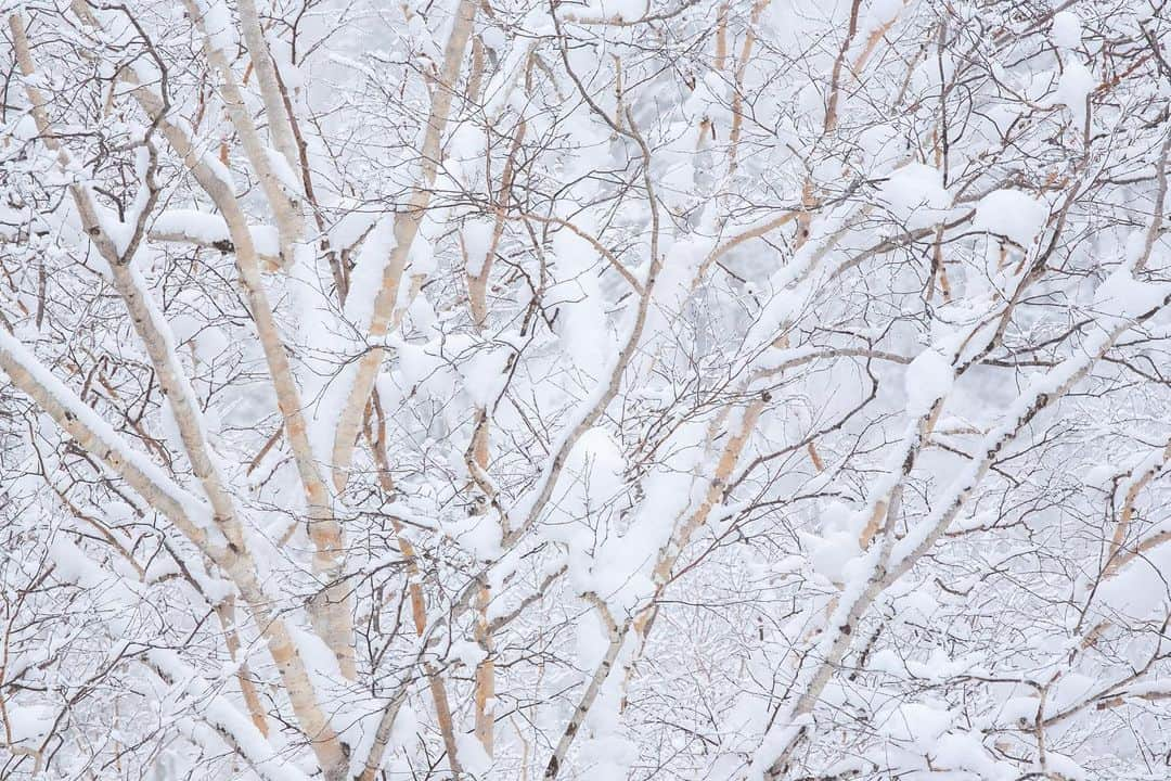 Michael Yamashitaさんのインスタグラム写真 - (Michael YamashitaInstagram)「White on white: An old growth forest of birch buried under a  blanket of snow atop Mount Asahidake, Hokkaido’s highest summit  and one of the worlds snowiest places averaging 45 feet  of powder a season. #asahidake #daisetsuzannationalpark #hokkaido #hokkaidolove #snowcoveredtrees #snowmountain」1月27日 10時15分 - yamashitaphoto