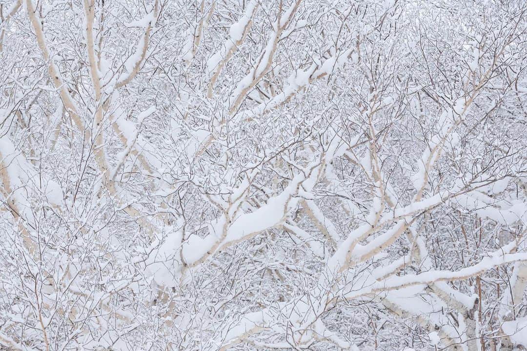 Michael Yamashitaのインスタグラム：「White on white: An old growth forest of birch buried under a  blanket of snow atop Mount Asahidake, Hokkaido’s highest summit  and one of the worlds snowiest places averaging 45 feet  of powder a season. #asahidake #daisetsuzannationalpark #hokkaido #hokkaidolove #snowcoveredtrees #snowmountain」