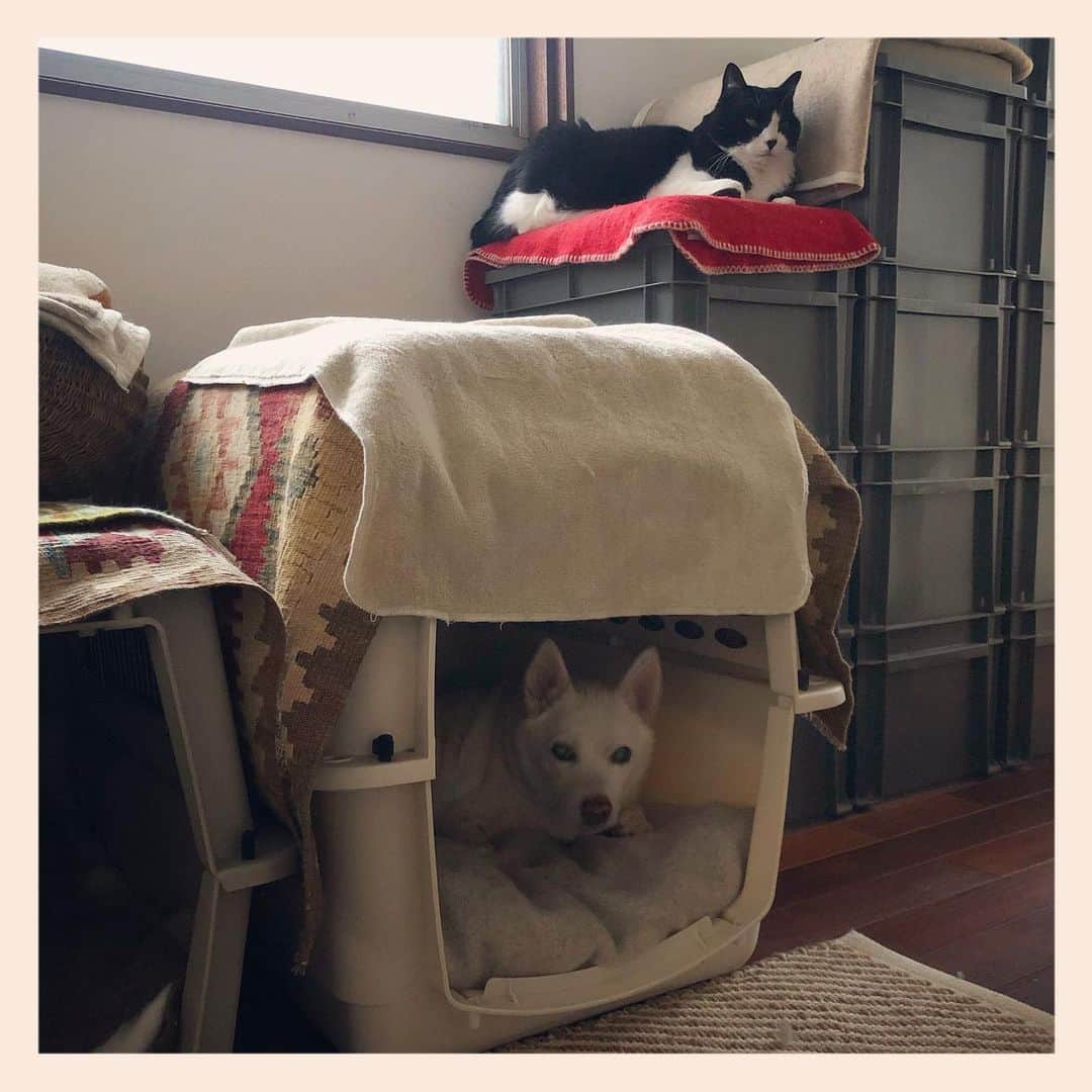 パンといっぴきのインスタグラム
