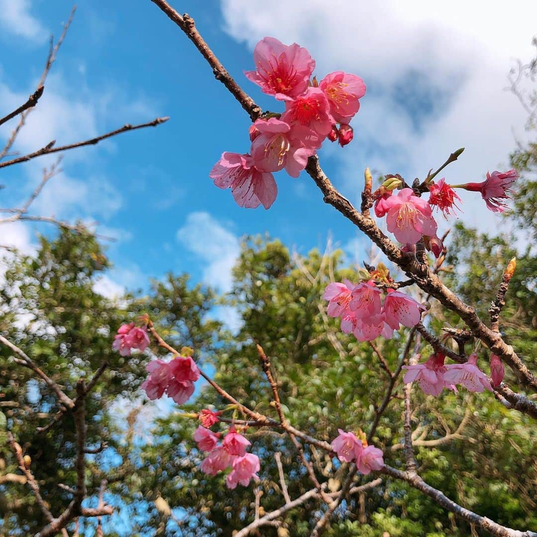 MAIKO さんのインスタグラム写真 - (MAIKO Instagram)「所々咲いてたけど、全体の10%くらい🌸 今度は早い時間から北部行きたいな〜🌸 ︴ #🌸 #八重瀬公園」1月27日 10時22分 - maiko_oops