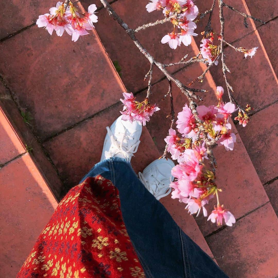 MAIKO さんのインスタグラム写真 - (MAIKO Instagram)「所々咲いてたけど、全体の10%くらい🌸 今度は早い時間から北部行きたいな〜🌸 ︴ #🌸 #八重瀬公園」1月27日 10時22分 - maiko_oops