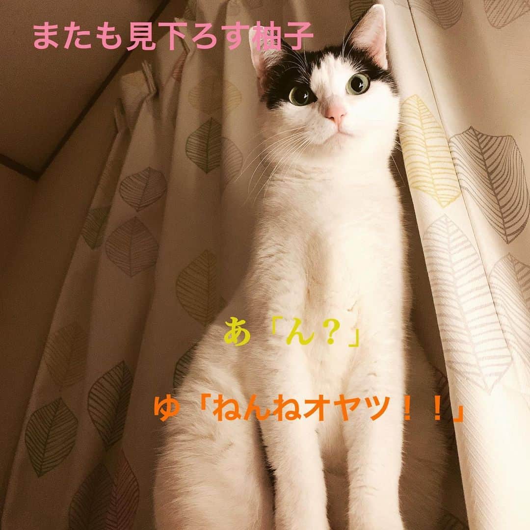 松野有里巳さんのインスタグラム写真 - (松野有里巳Instagram)「昨夜の柚子との会話。  あ→有里巳 ゆ→柚子  猫ちゃんのダイエットって難しい😅 ついつい可愛くてオヤツあげちゃうんだよな、、反省。  #柚子カボス割り  #ねこのいる生活  #猫好きさんと繋がりたい  #ねこのきもち  #ダイエット」1月27日 10時24分 - arimin55