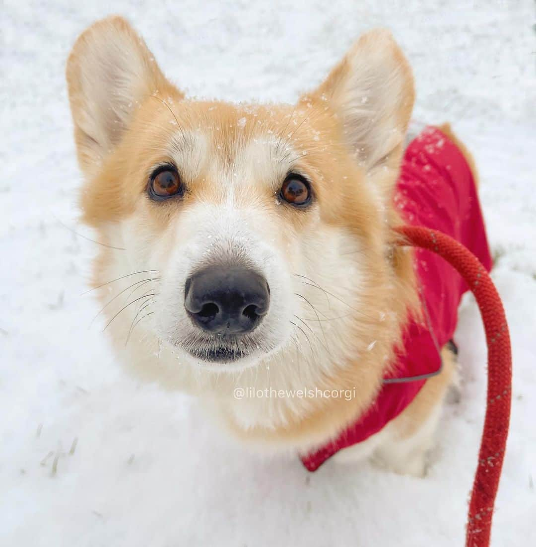 Liloのインスタグラム：「There’s all this cold stuff everywhere... what is it?」