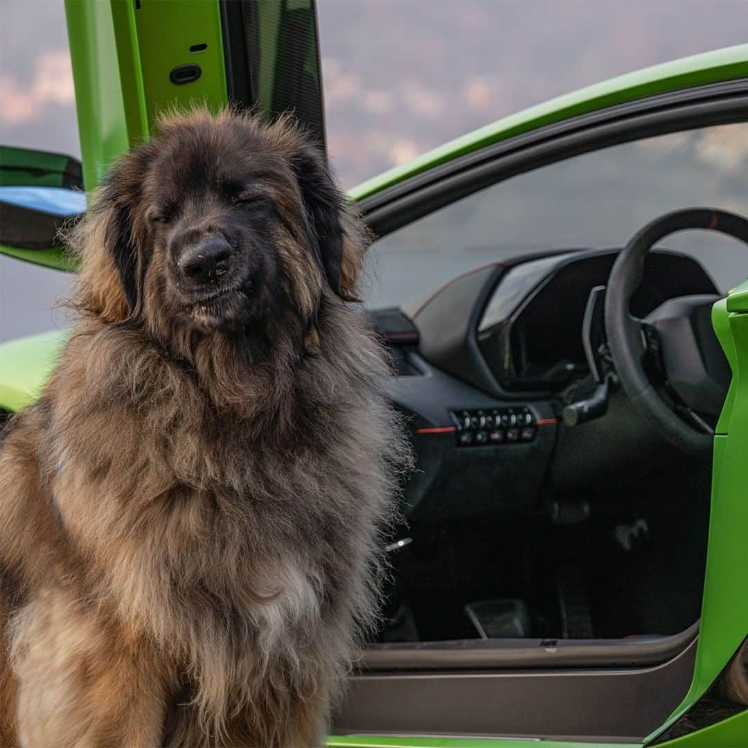 ランボルギーニさんのインスタグラム写真 - (ランボルギーニInstagram)「Winking and being happy are the natural reactions when you’re near the marvelous Aventador SVJ. What’s your emoji to describe it?  #Lamborghini #AventadorSVJ」1月27日 2時00分 - lamborghini