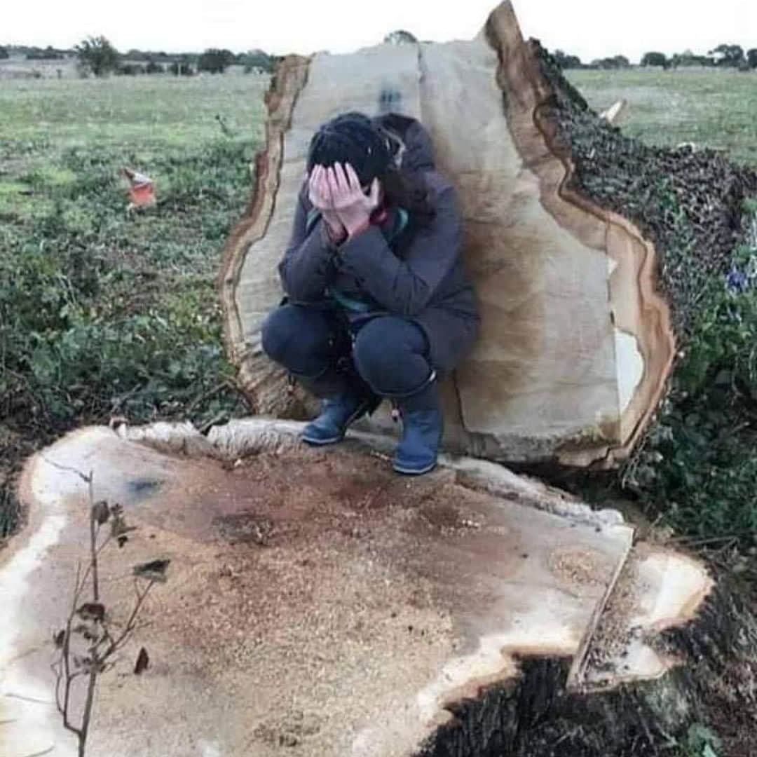 コンスタンス・マリーさんのインスタグラム写真 - (コンスタンス・マリーInstagram)「Reminder: We cannot complain, when eventually, we have no clean air to breathe, BECAUSE WE HAVE KILLED & CUT down trees that have cleaned our air for 300 years. 💔😔 #Repost @about_environment with @make_repost ・・・ When Mozart was 8 this tree was over 40 🌳  When first Steam Engine was patented this tree was 50 🌳  When the Wright Brothers flew the first motorized plane this tree was 180 🌳  Now at aged 300 it was felled for a service road for HS2 🌳😢」1月27日 2時25分 - goconstance