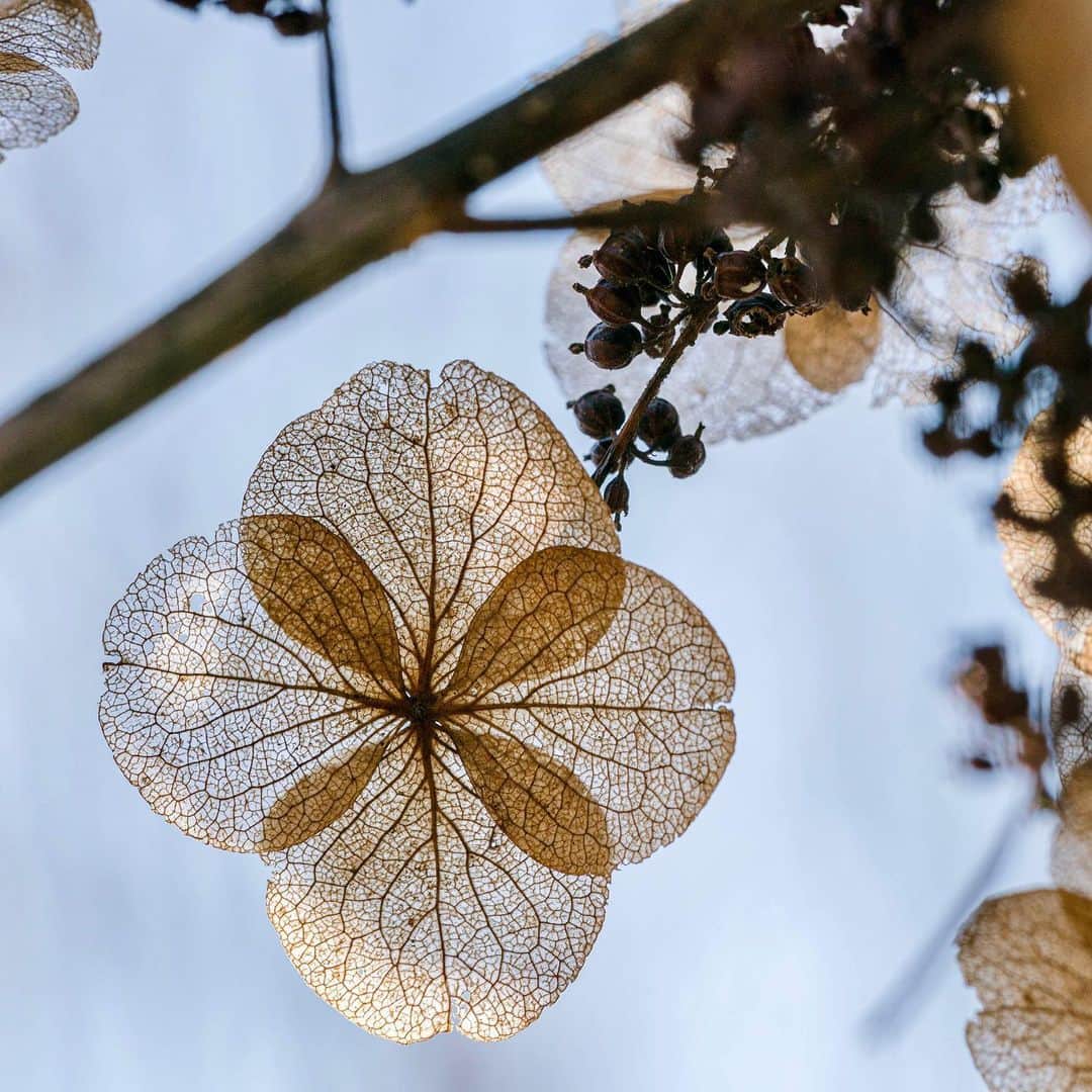 ニューヨーク植物園のインスタグラム：「From snowflakes to flurries, our plants in winter do an excellent job of mimicking the shapes of the season. ❄️ . Gray days with snow in the forecast are the perfect opportunity to look closely at the plants that surround you in the Azalea Garden, Native Plant Garden, Seasonal Walk, and beyond. What have you found lately that sparked your curiosity? . #Hydrangea quercifolia #Schizachyrium scoparium #Symphyotricum oblongifolium 'Raydon's Favorite' . #plantlove #AllInNYC」