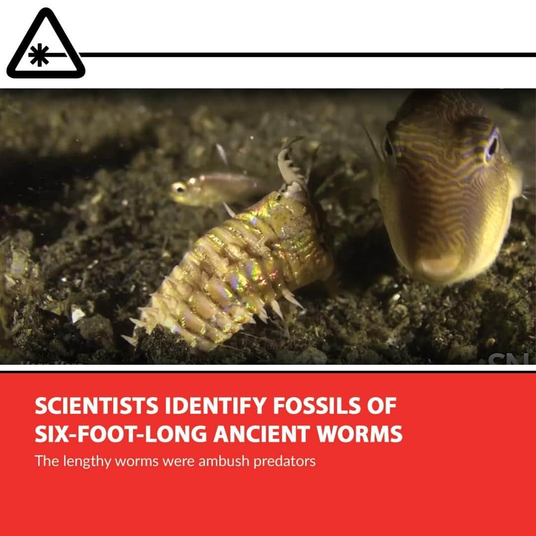 クリス・ハードウィックさんのインスタグラム写真 - (クリス・ハードウィックInstagram)「This newly announced 20-million-year old, six-foot-long ocean-dwelling worm – one with a currently living relative – is very deadly. ⁠ link in bio」1月27日 3時01分 - nerdist
