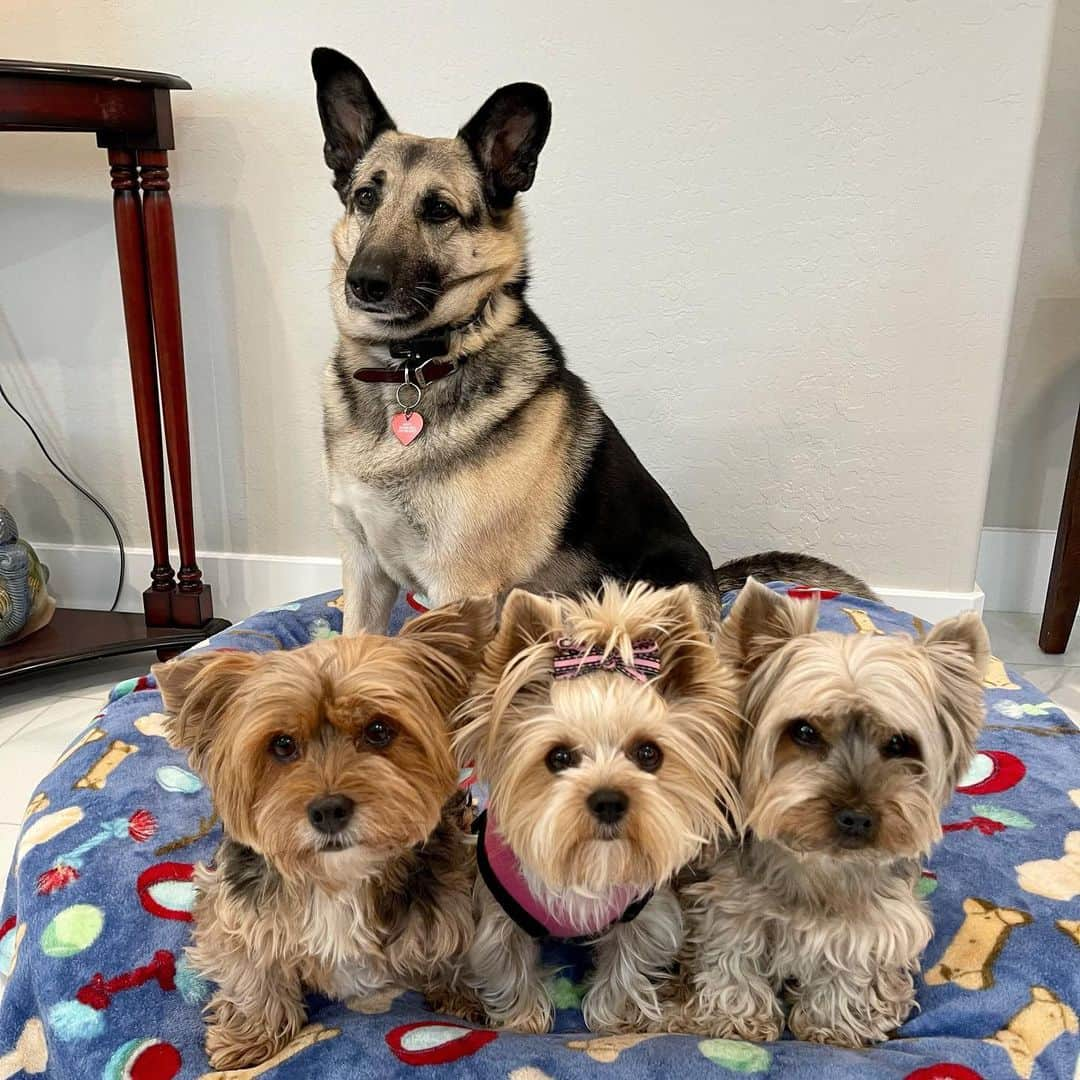 さんのインスタグラム写真 - (Instagram)「Misty, Sammy, Allie & Max 💭 We moved from Phoenix Arizona to Las Vegas Nevada exactly 3 months ago today!! 😆👏🏼♥️🎉 And we have been in our new home for exactly 2 weeks now!! 😆👏🏼♥️🎉 Time flies!!! 😳😱😛🥳 #LoveOurNewHome #NorthLasvegasDogs #DogsAreFamily #MyFurryBabies」1月27日 3時25分 - happyyorkiefamily