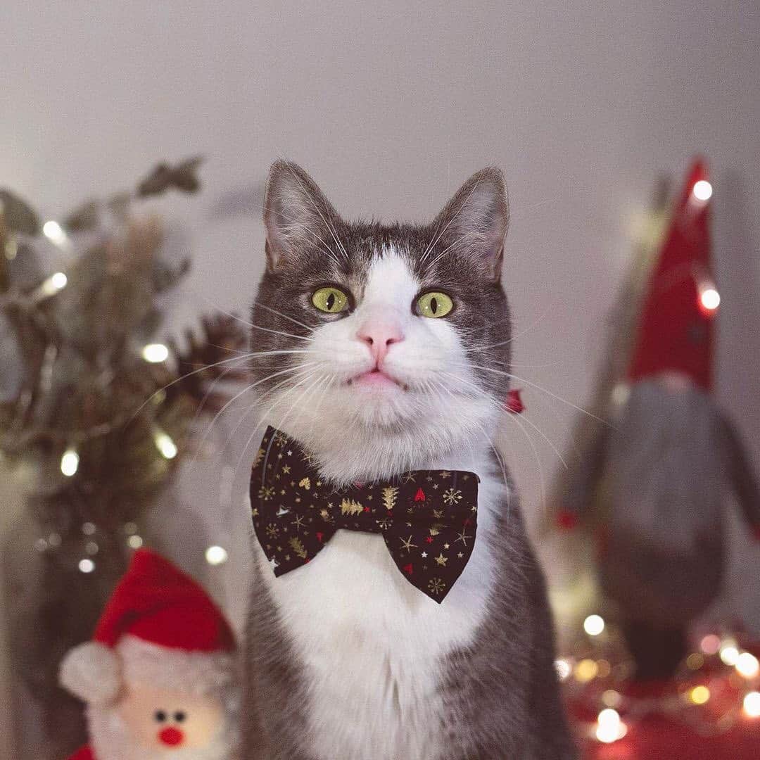 The Cats Of Instagramのインスタグラム：「#Repost • Happy #BowtieTuesday! Tag your photos with #COIBowTie for your chance to be featured today! • @fridtjof.from.oslo This is the face of a cat that took his Christmas photoshoot seriously, but my mum says right before pushing the shutter button that my “bowtie’s a wee-bit tilted but it doesn’t matter because I look pawtastic”. Alright! Yes, I AM cute, and this is the only reason why I granted her permission to make public a moment of wardrobe malfunction.  Thanks a bunch to my good pal @majestic.pablo for my Christmas bow tie! I’m so thankful for all my loving furriends! 🙋🏻‍♂️✨🥳」