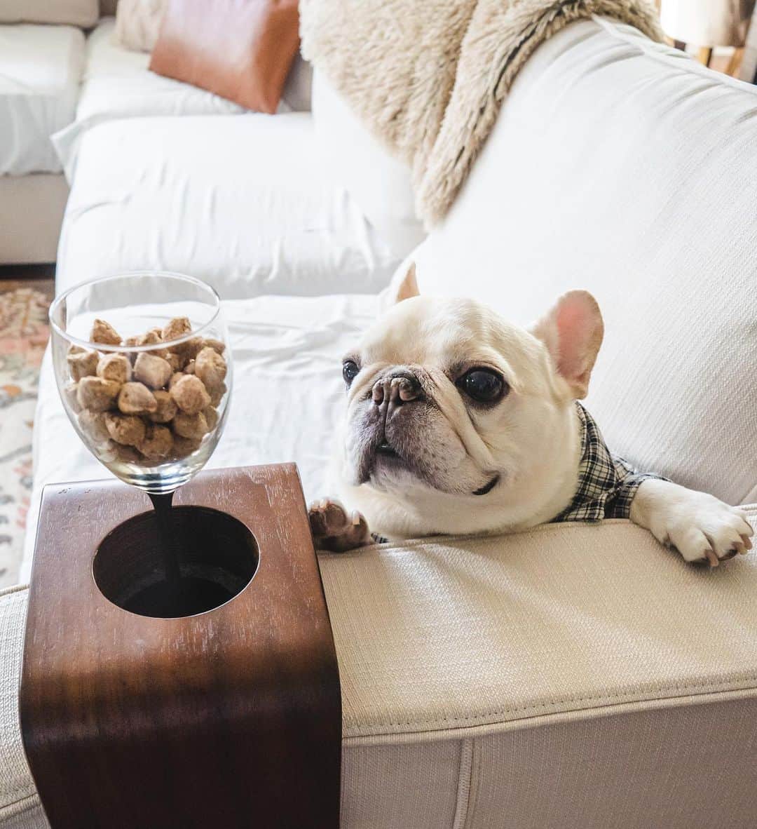 Sir Charles Barkleyさんのインスタグラム写真 - (Sir Charles BarkleyInstagram)「If this is what they mean by dry January, sign me up all year! #freezedriedjanuary @stellaandchewys」1月27日 3時39分 - barkleysircharles