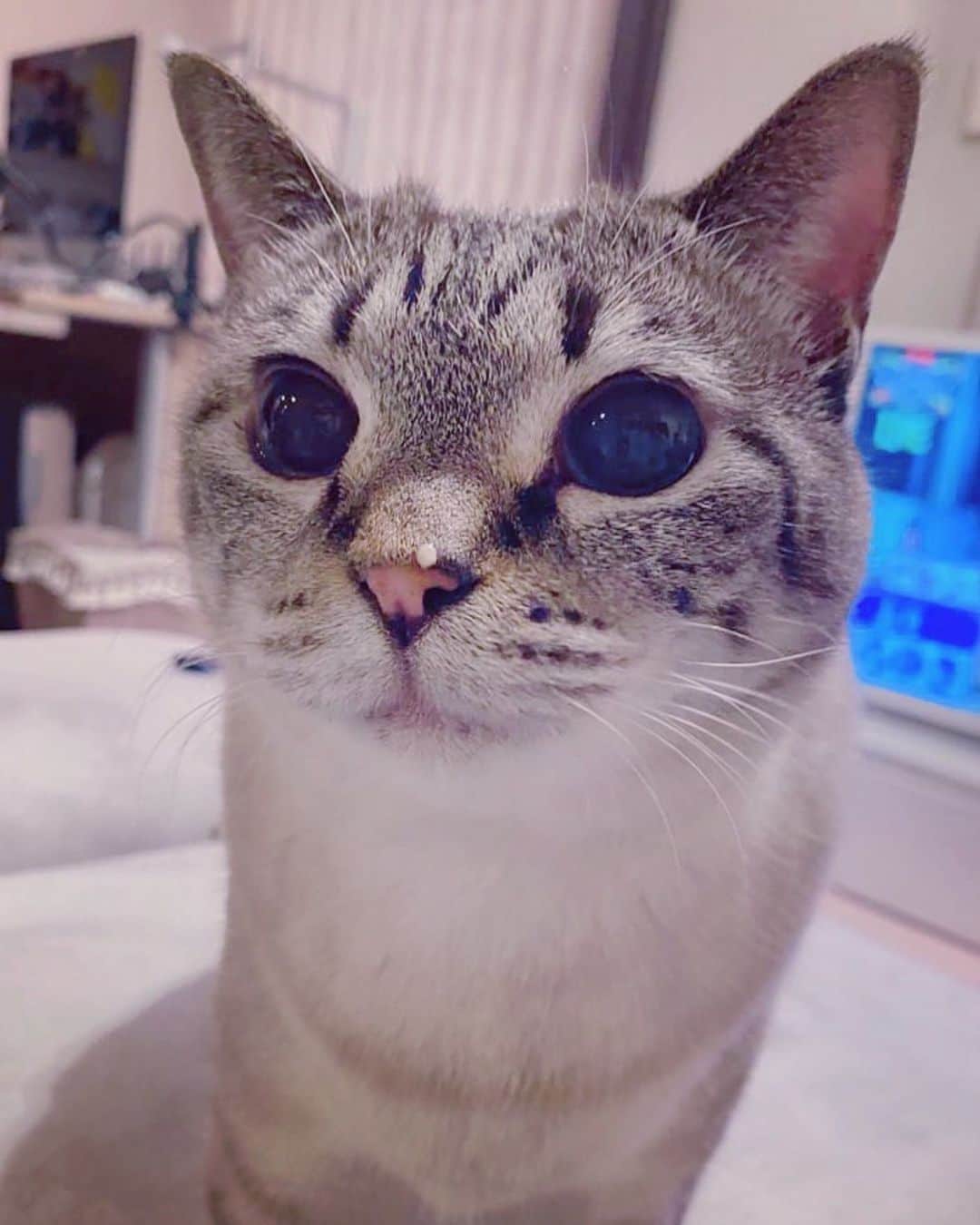 横槍メンゴのインスタグラム：「鼻にちゅーる」