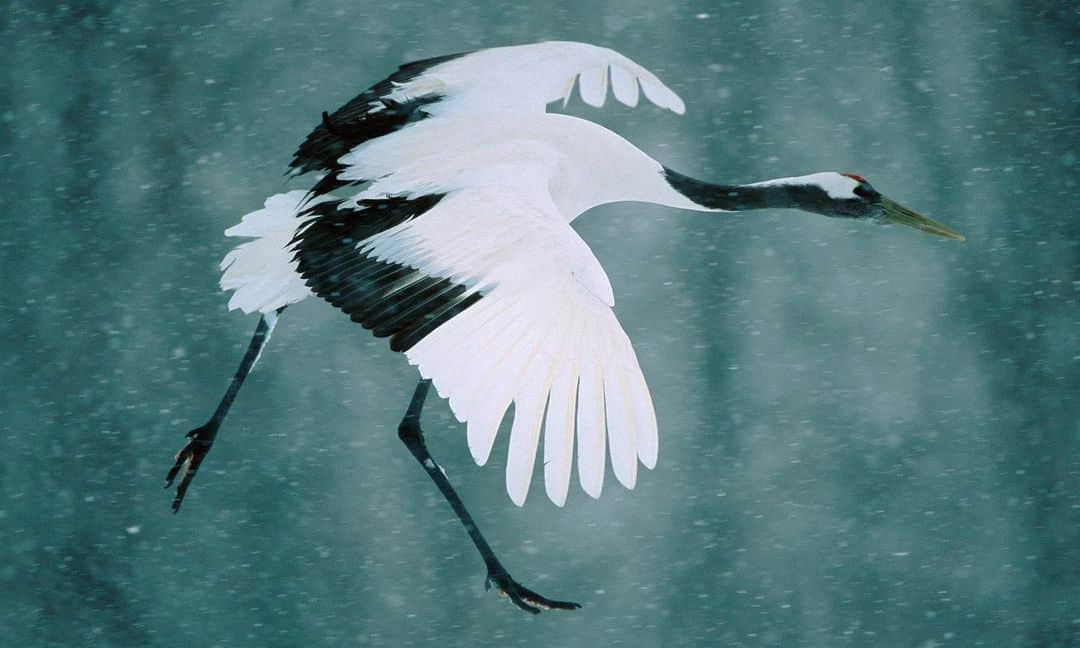 Tim Lamanのインスタグラム：「Photo by @TimLaman. Snow is in the forecast! Yeah! I love photographing birds in the snow. This is a Red-crowned Crane, coming in for a landing in a snowstorm. One of my all time favorites, made in Japan twenty years ago after weeks of chasing cranes and snowstorms around Hokkaido. Published in NatGeo magazine as a double page back in 2002. Perfection is never achieved in wildlife photography, but some shots come closer than others. This image is definitely in the final selects for my book project “Chasing Birds” that I’m editing from my lifetime in pursuit of birds all over the planet. This image called “Snowfall - Red-crowned Crane” still stands the test of time, and hangs on my wall. (P.S. You can hang it on yours too. Be sure to check out my pre-Valentines Day flash sale this coming weekend at the link in bio.) - #cranes #redcrownedcrane #beauty #peace #snow #wildlife #birds #birdphotography #japan #hokkaido」